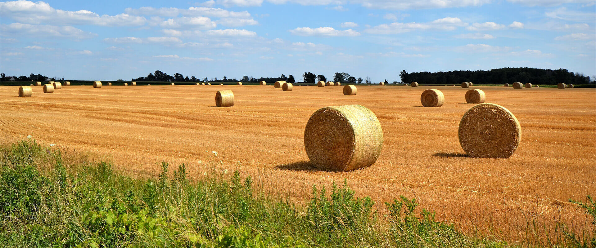 Large round hay bales in field with blue sky
