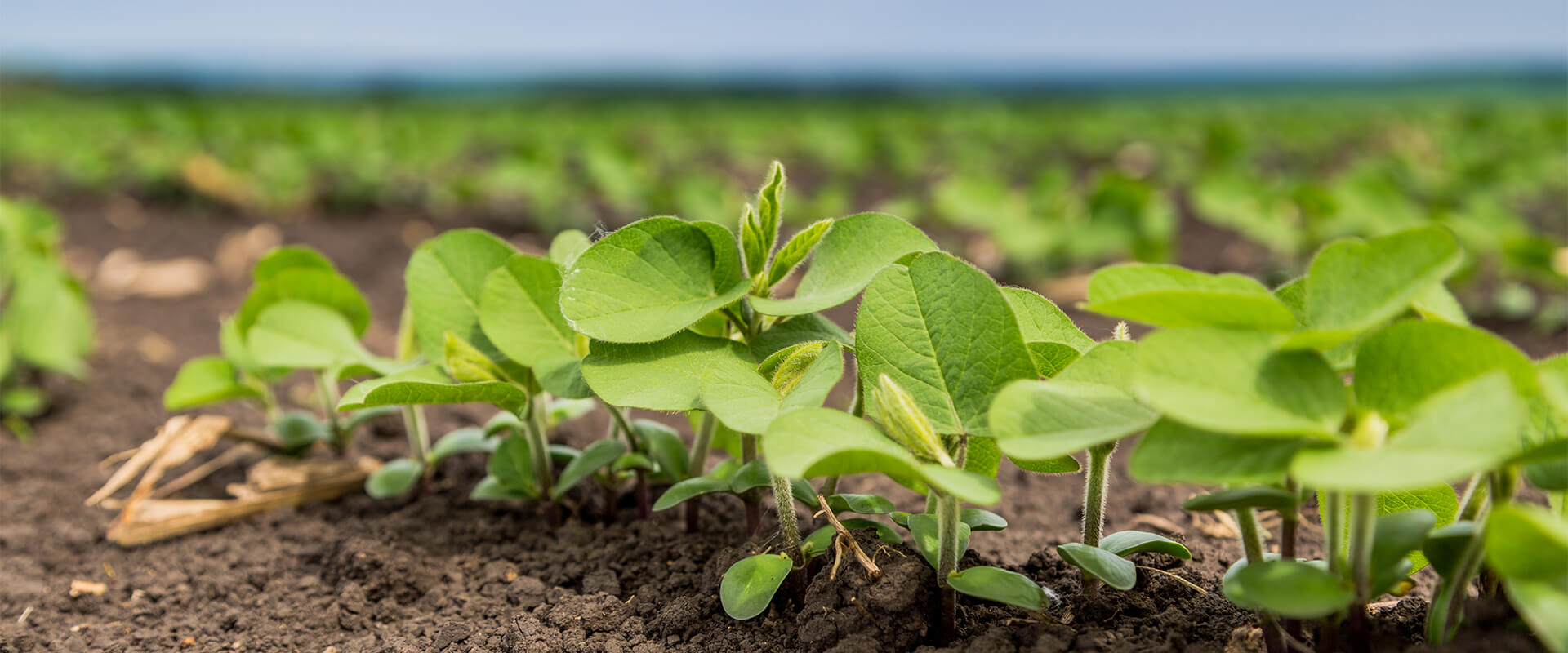 Soybean seedlings in a field
