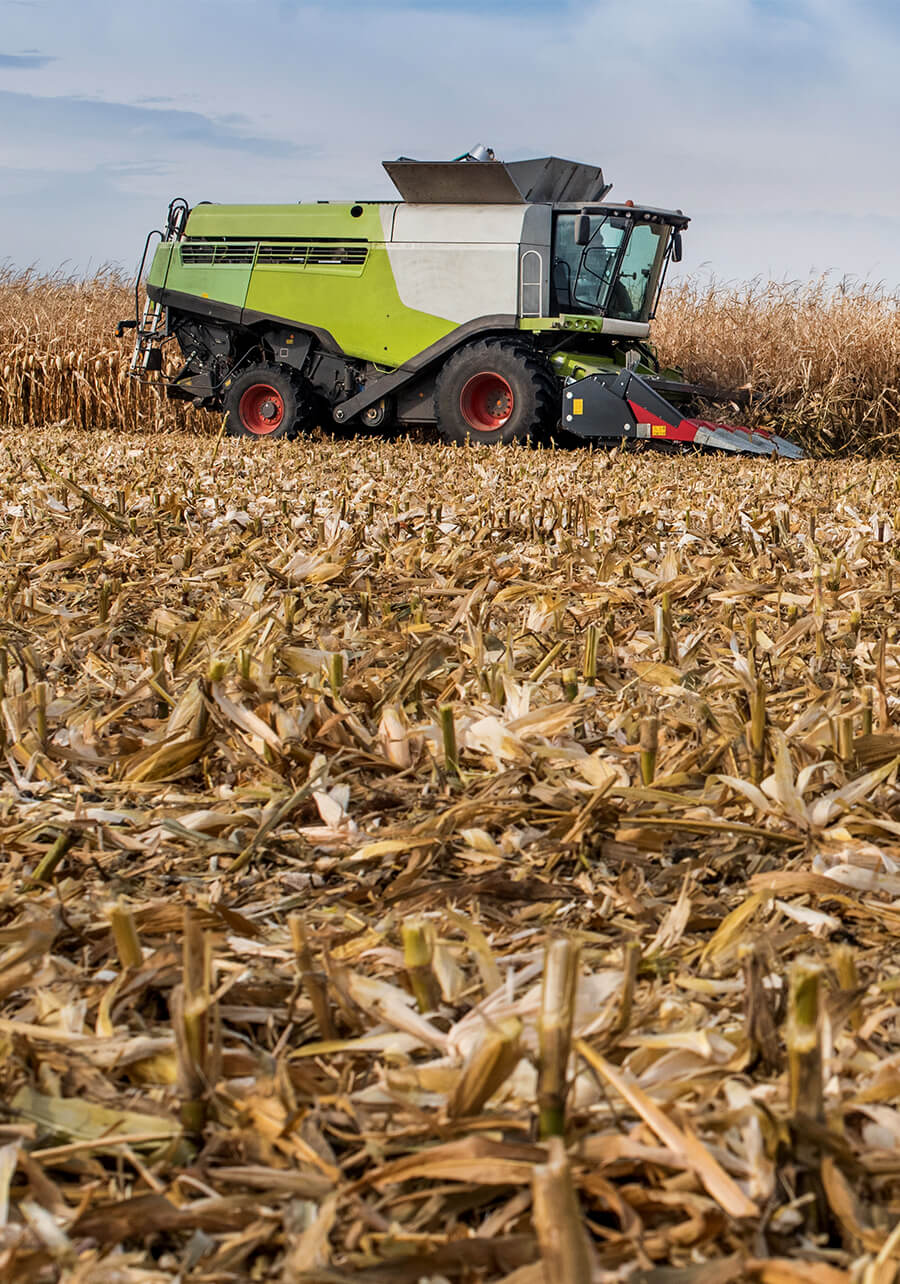 Combine harvester harvesting corn in a field