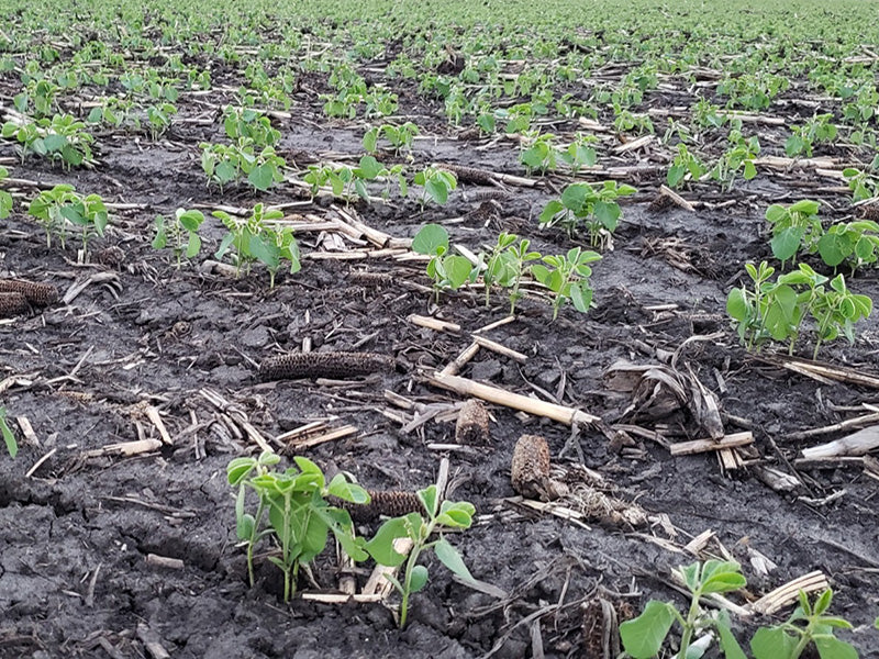 planting soybeans