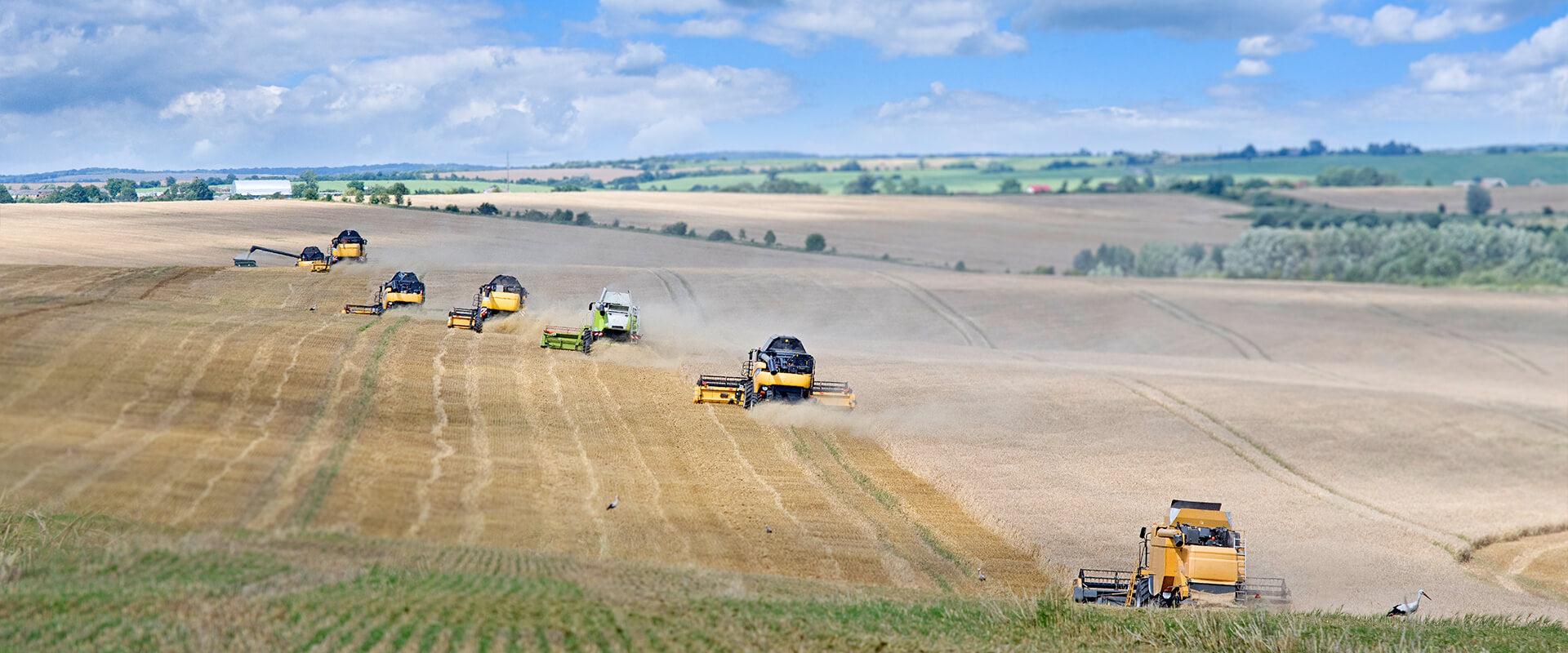 Row of combines harvesting a field
