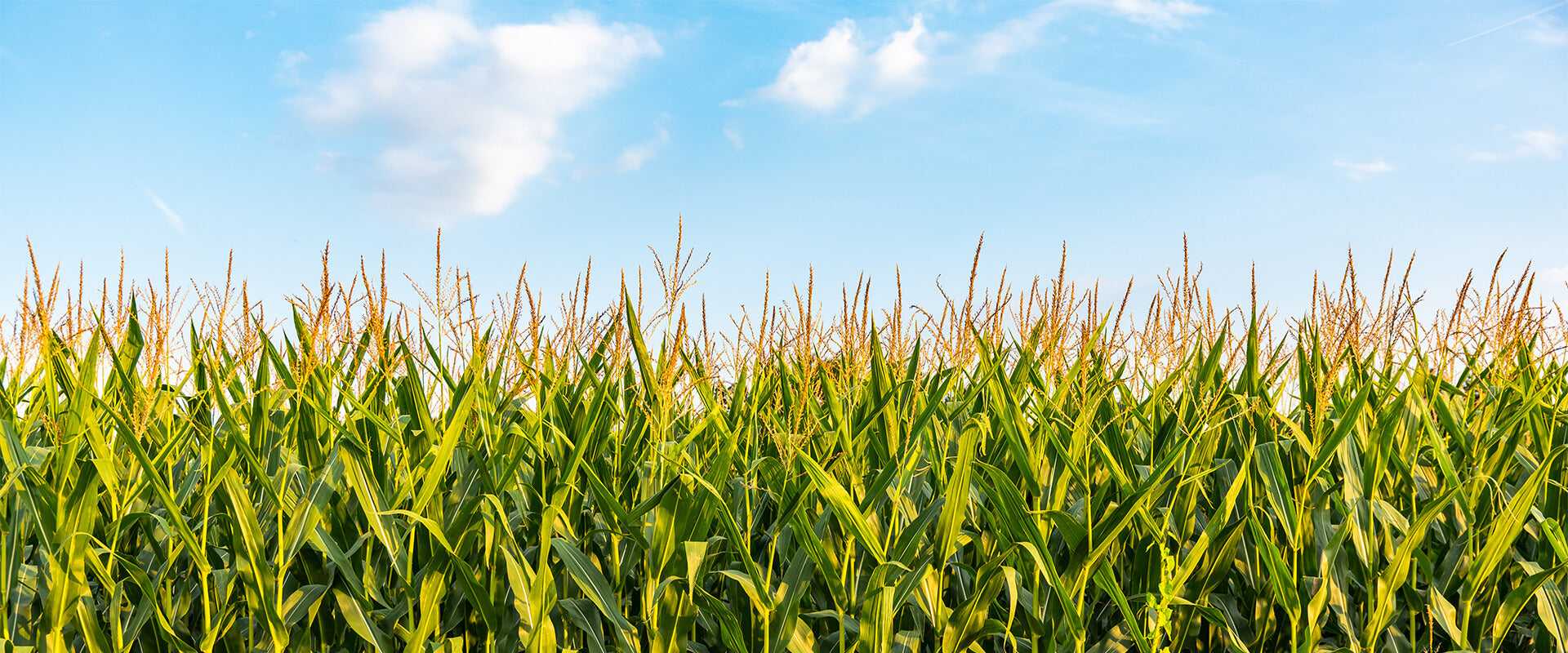 Corn field and blue sky