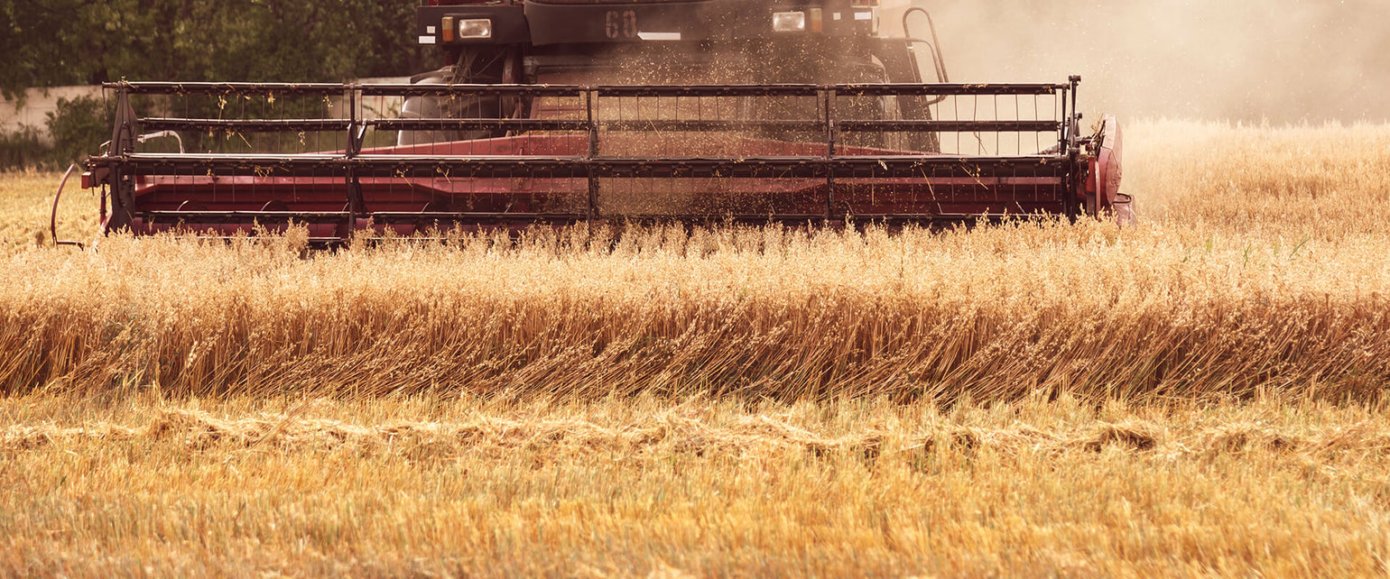 Grain head harvesting wheat in a field