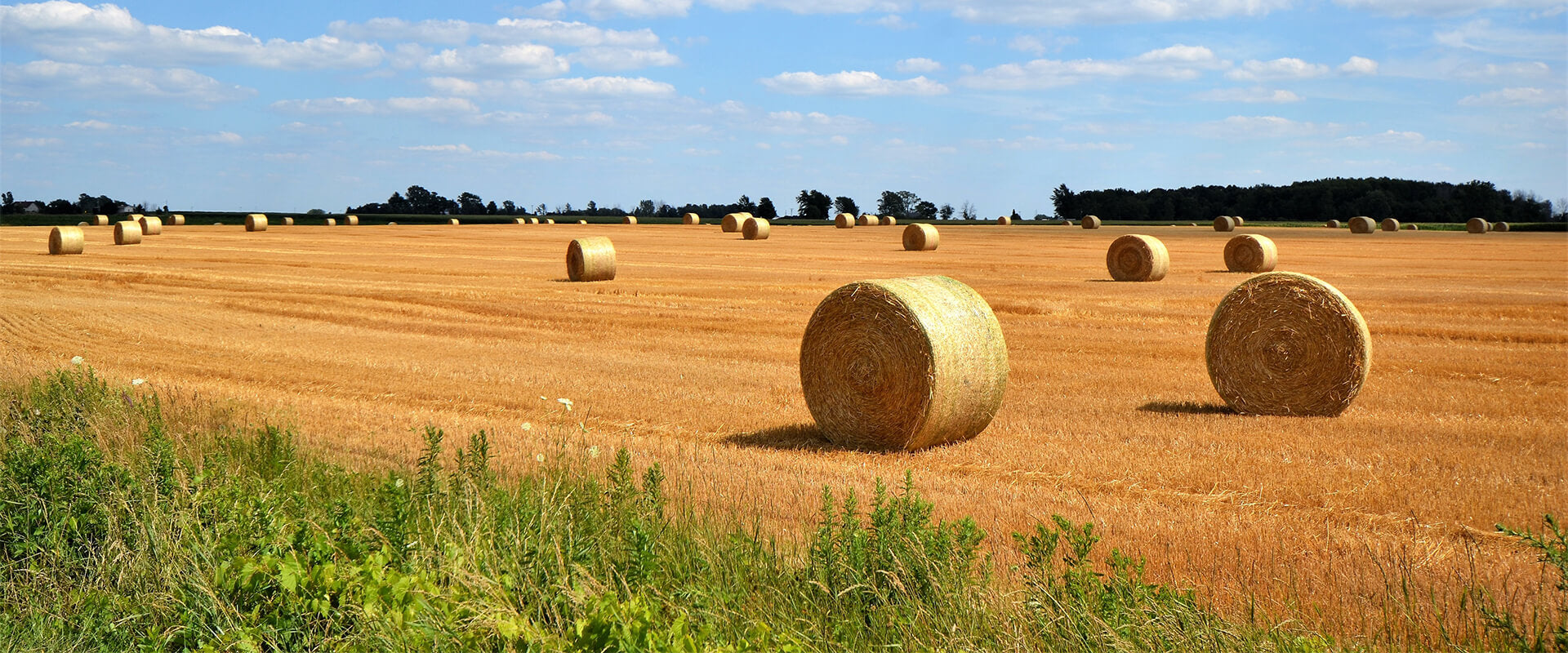 Bales of hay in a field with blue sky