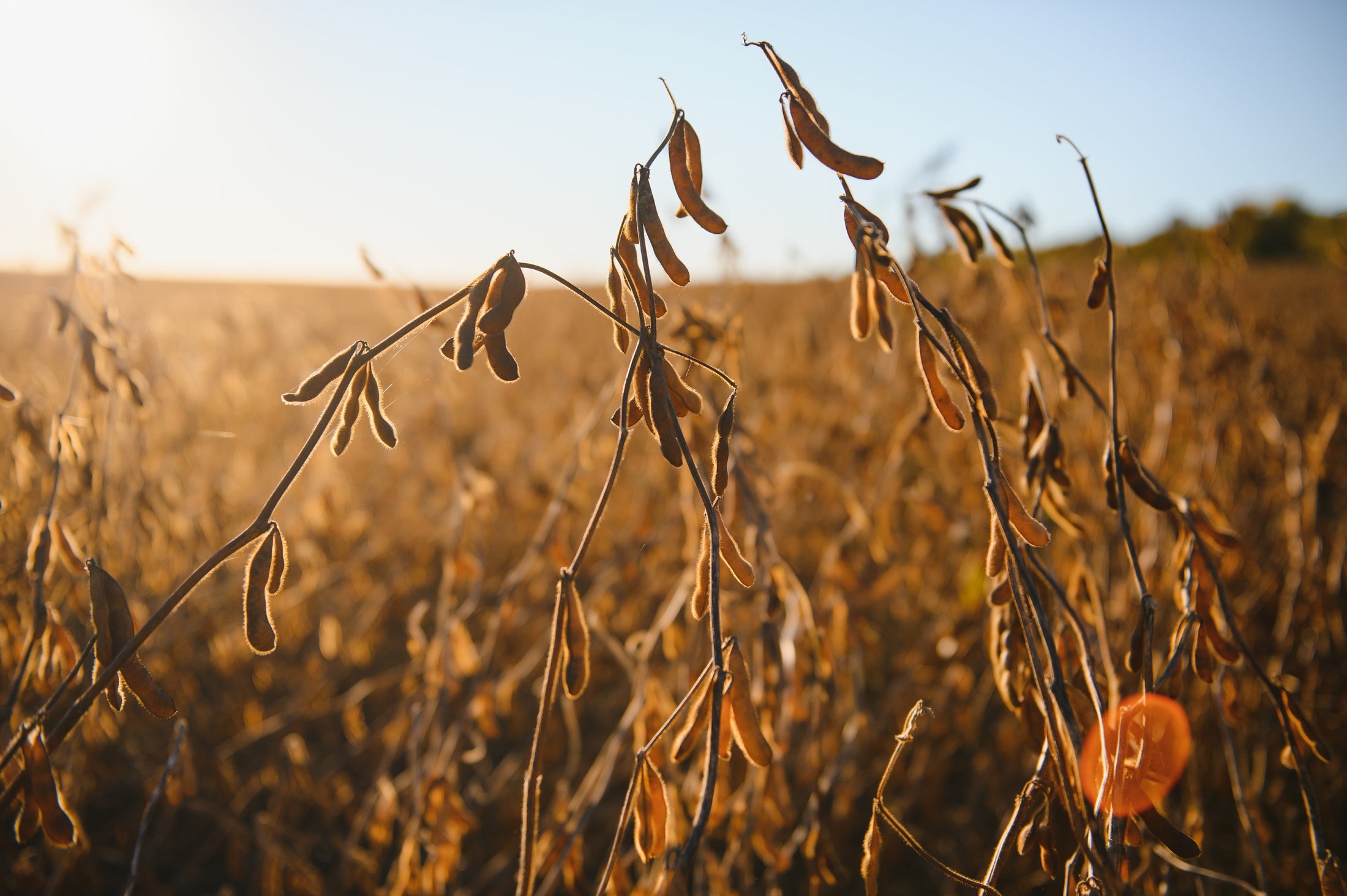 Grain Harvest Sale
