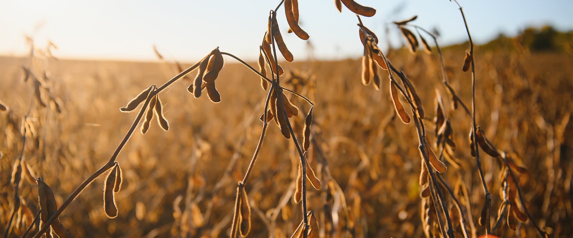 Dry soybeans in field ready to harvest