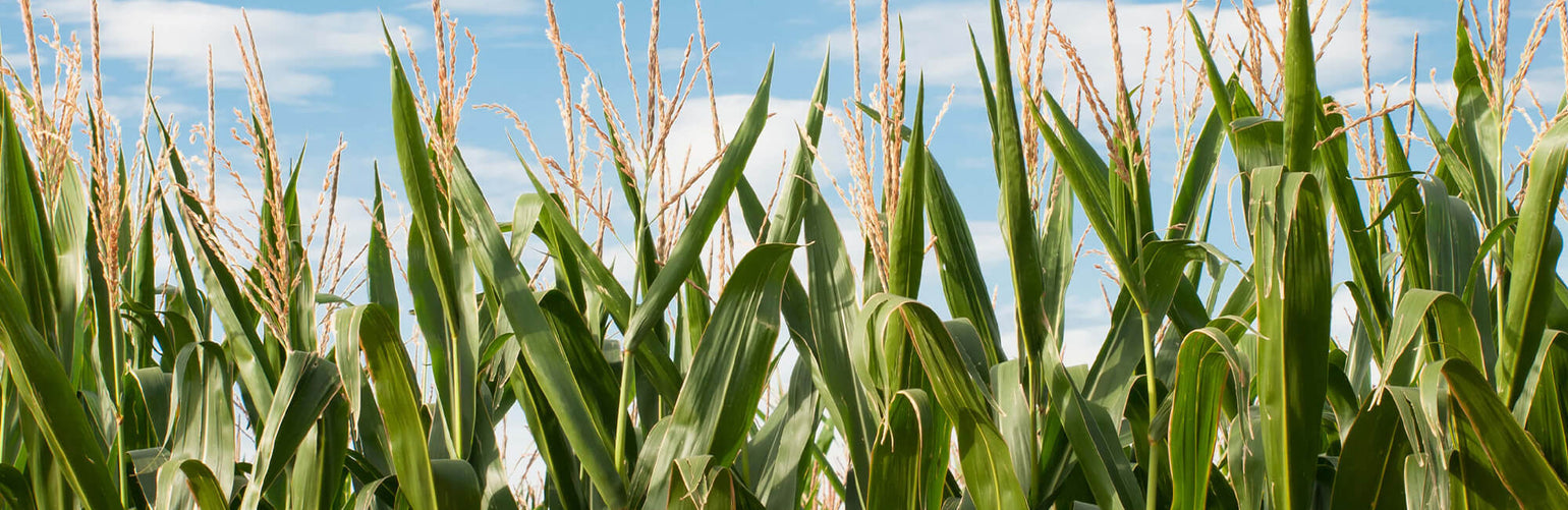 Image of corn growing in a field with a blue sky