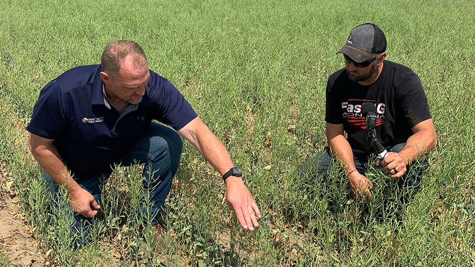 Load video: Eric from May Wes Manufacturing and Tony Fast from Fast Ag Montana looking at crop in canola field